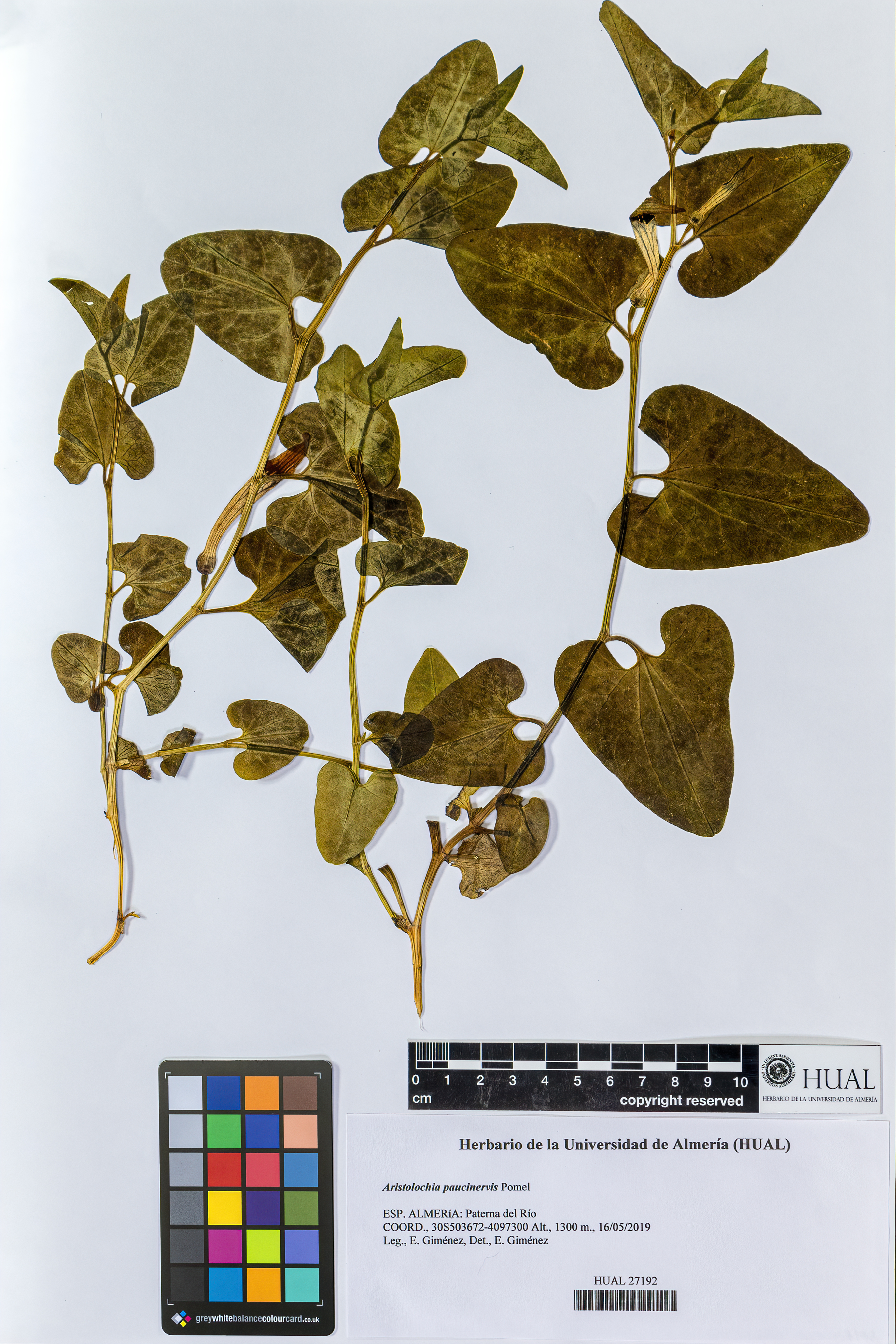 Aristolochia paucinervis Pomel