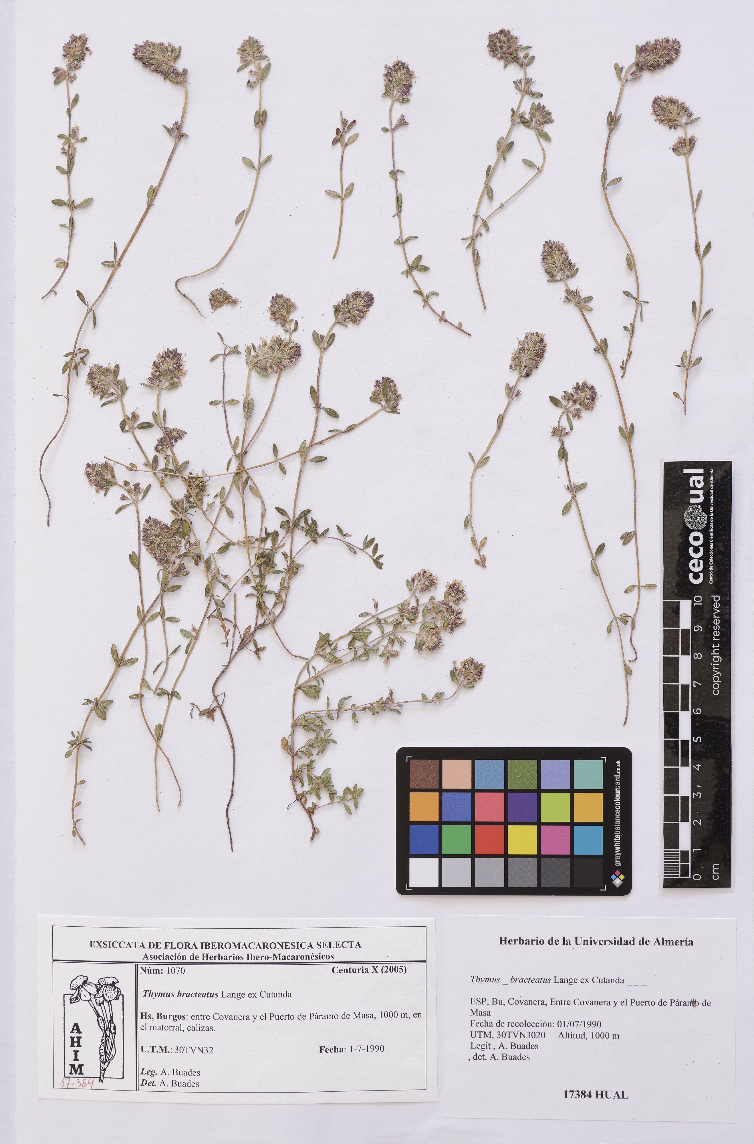 Thymus bracteatus Lange ex Cutanda