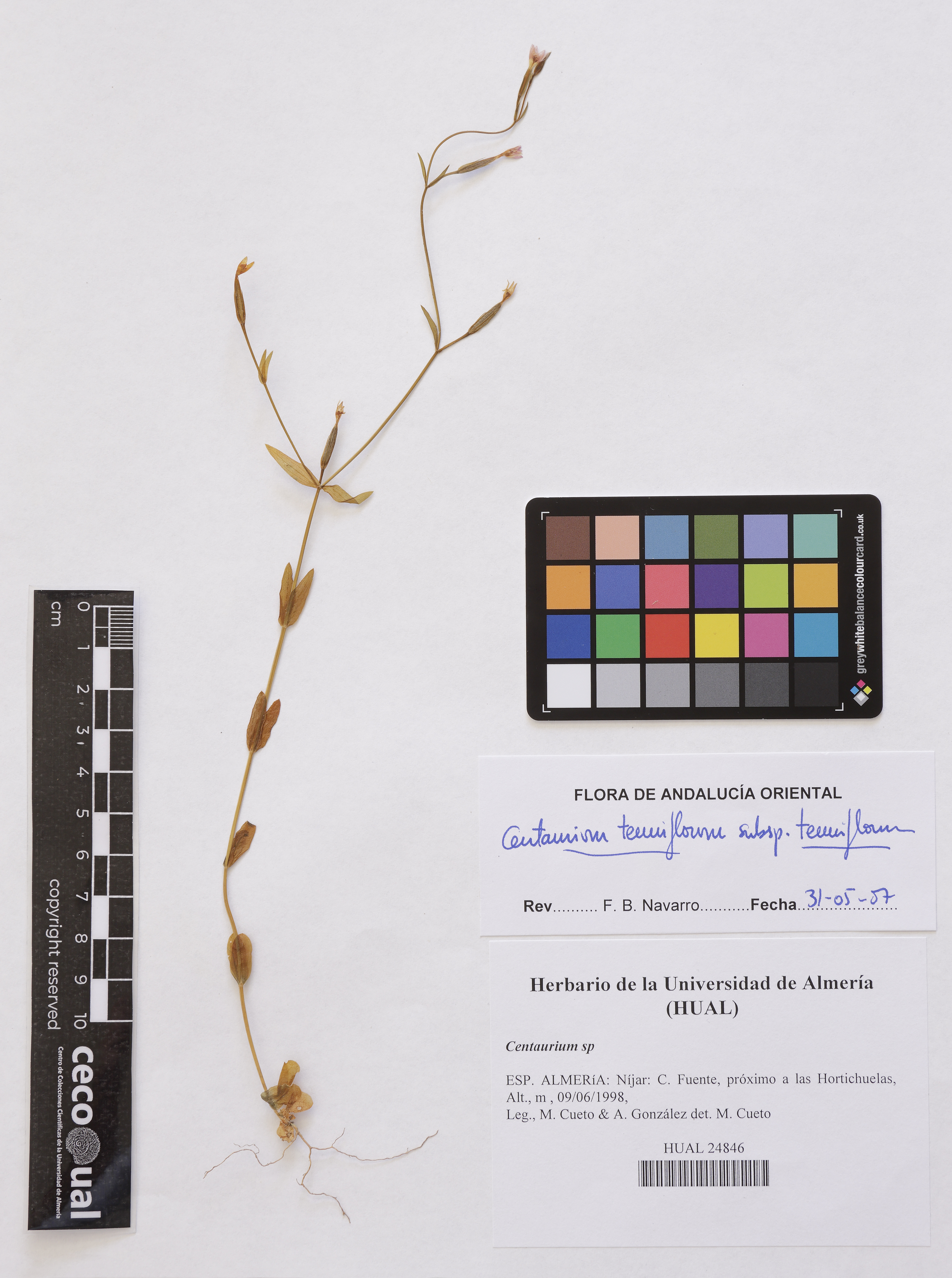 Centaurium tenuiflorum (Hoffmanns. & Link) Fritsch subsp. tenuiflorum