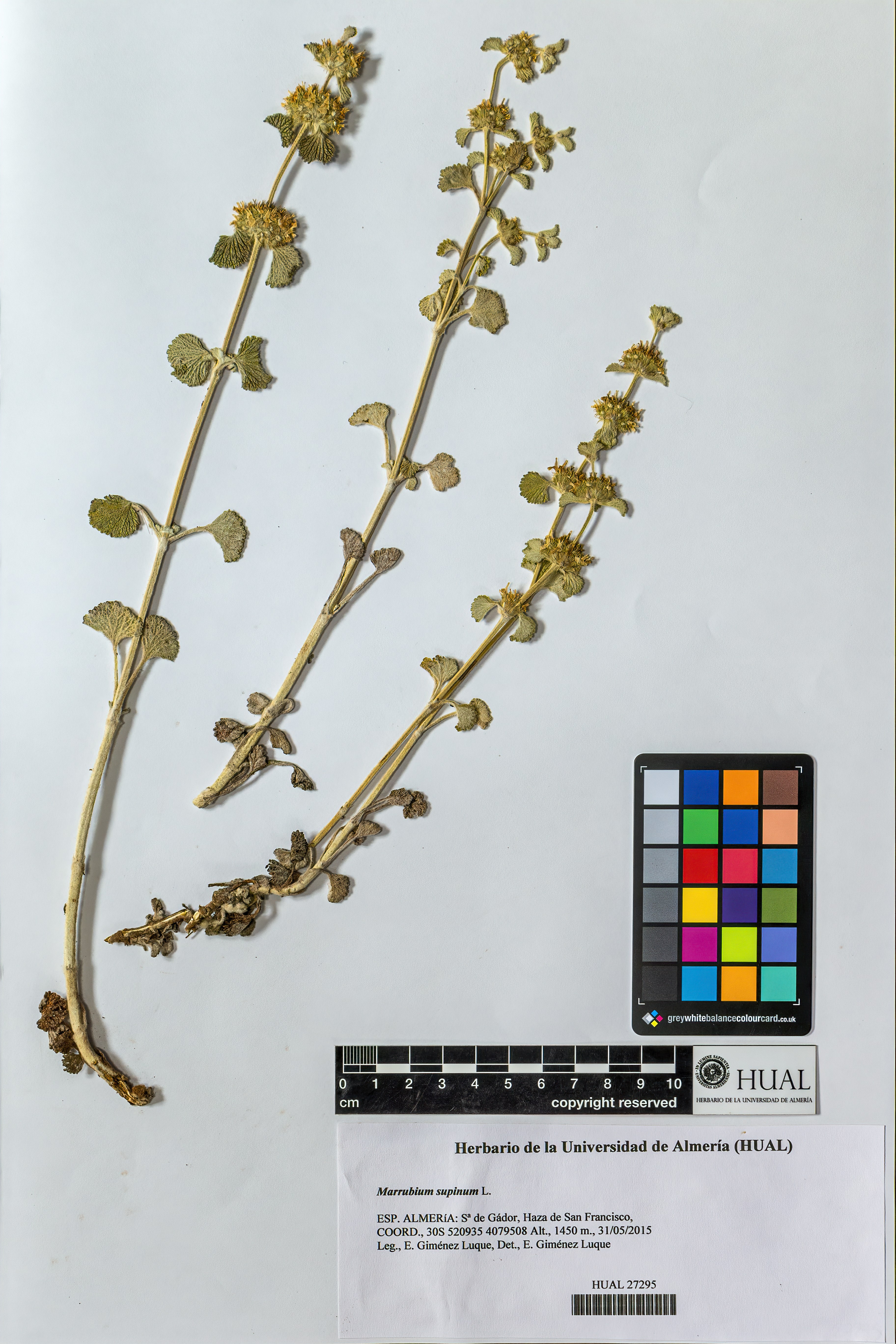 Marrubium supinum L.