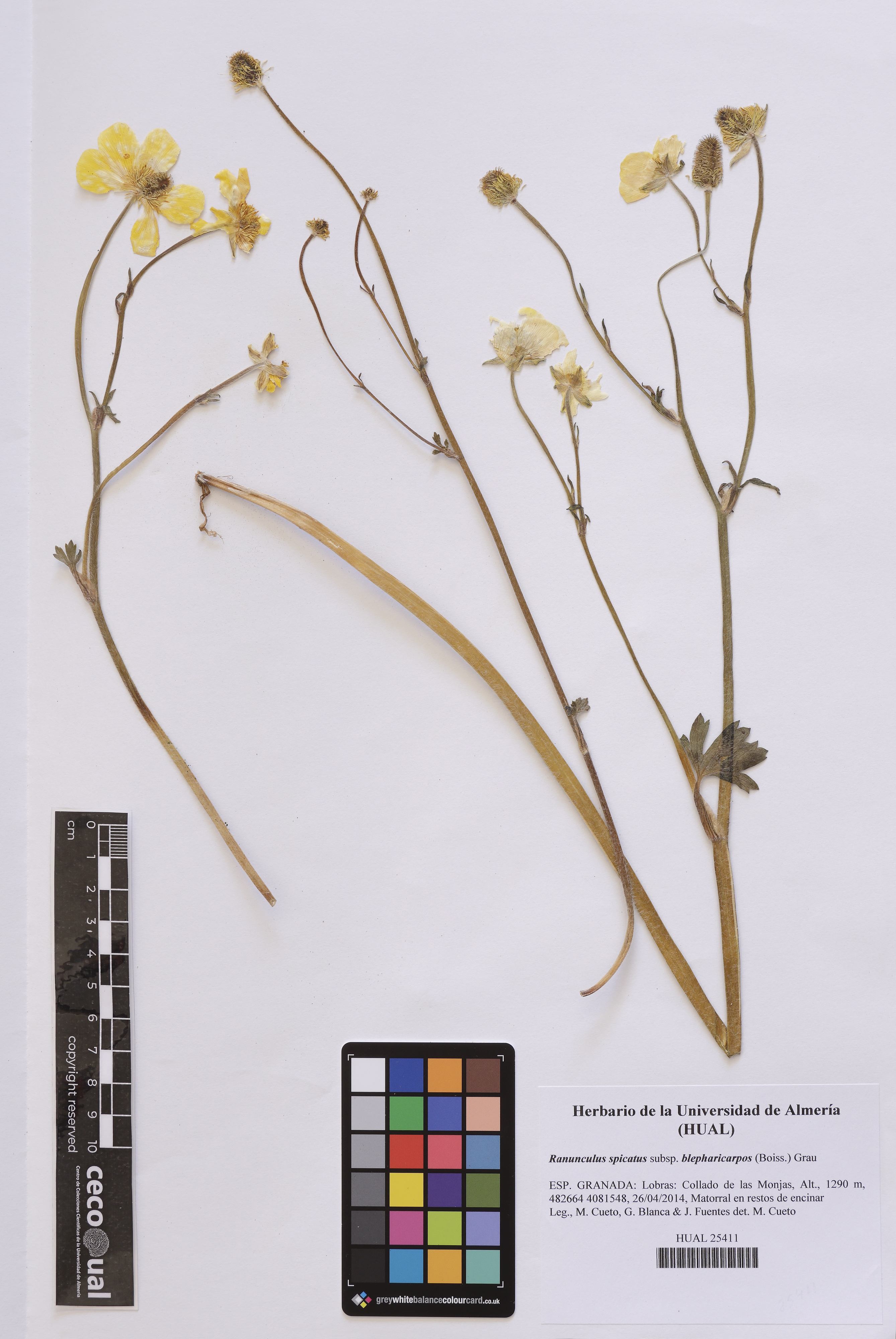Ranunculus spicatus subsp. blepharicarpos (Boiss.) Grau