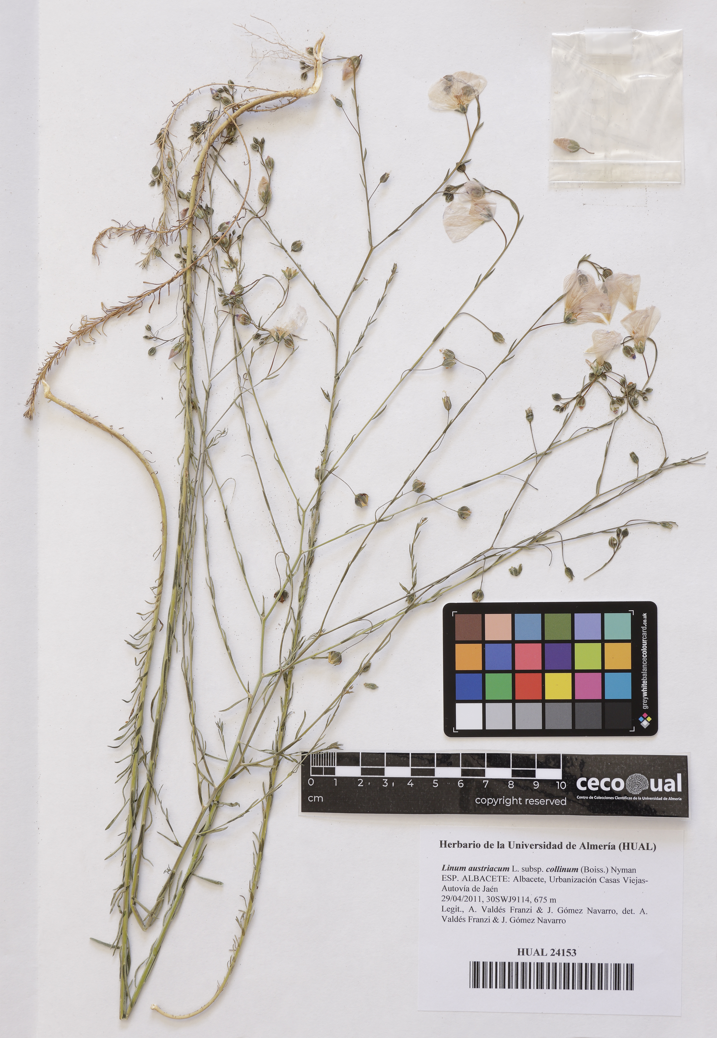 Linum austriacum (L.) subsp. collinum (Boiss.) Nyman