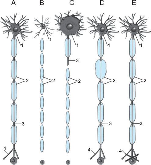 Conferencia “Manganese Neurotoxicity, from Worms to Human Neonates”