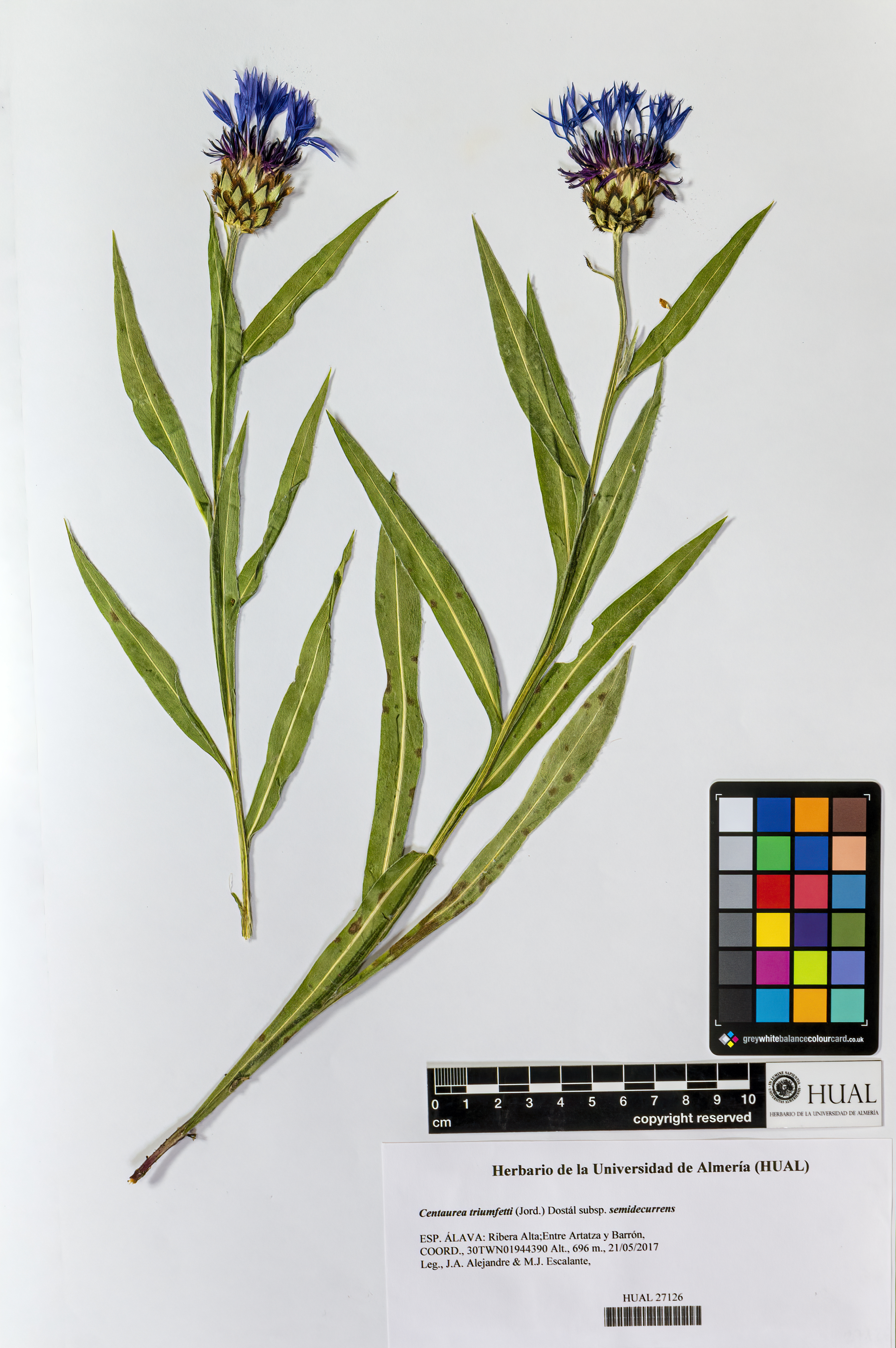 Centaurea triumfetti subsp. semidecurrens (Jord.) Dostál