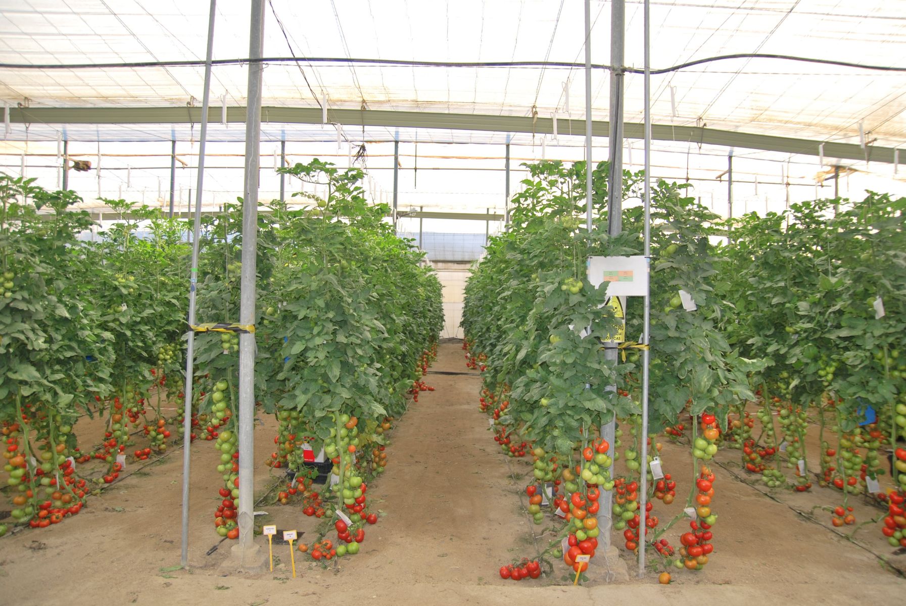 Prescriptive-Corrective Management Course. A Tool to Reduce Nitrate Leaching Prescriptive-Corrective Management Course. A Tool to Reduce Nitrate Leaching