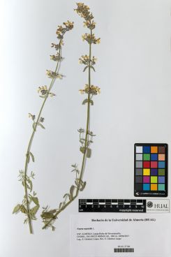 Nepeta nepetella L.