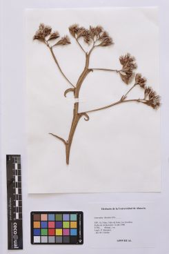Limonium thouinii (Viv.) Kuntze.