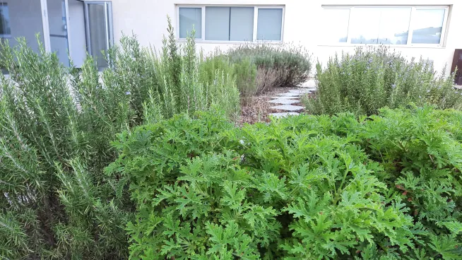 Jardín de las Aromáticas