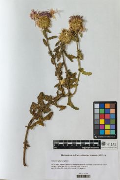 Centaurea sphaerocephala L.