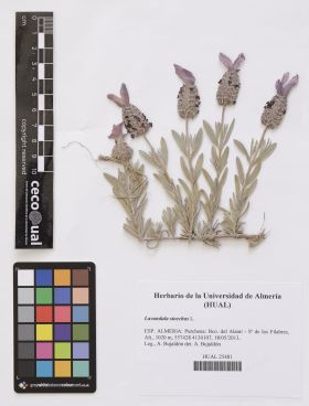 Lavandula stoechas L.