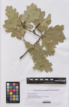 Quercus pyrenaica Willd.