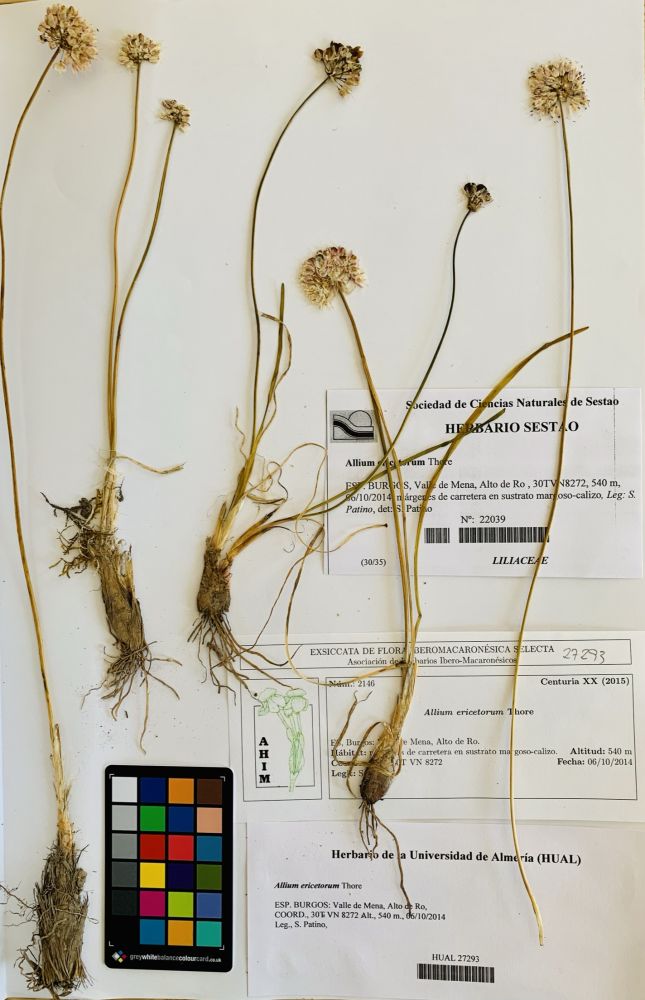 Allium ericetorum Thore