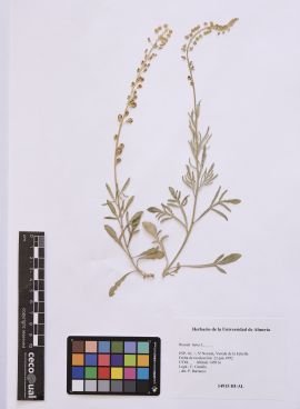 Reseda lutea  L.