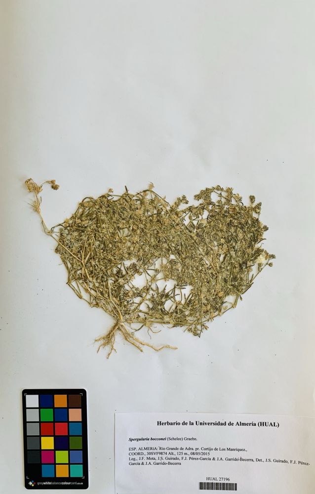 Spergularia bocconei (Schelee) Graebn