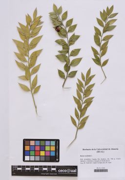 Ruscus aculeatus L.