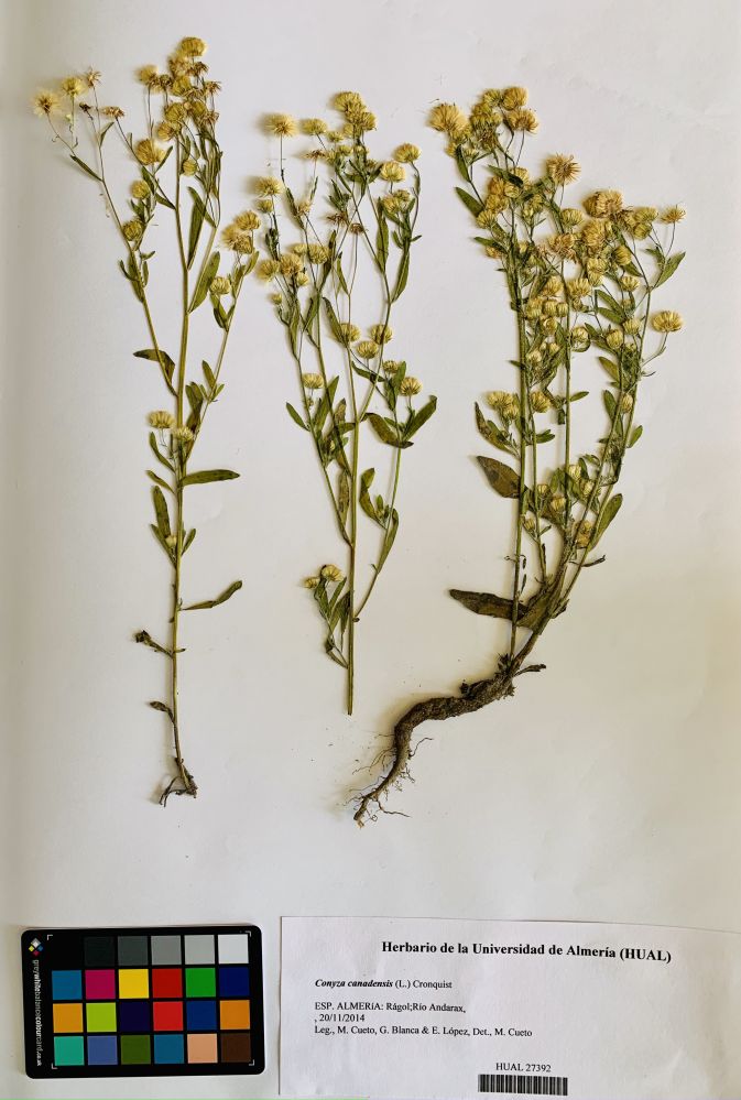 Conyza canadensis (L.) Cronquist