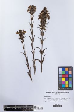 Bartsia trixago (L.) All.