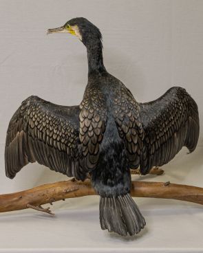 Cormorán grande