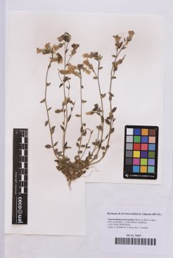 Chaenorhinum macropodum (Boiss. & Reut) Lange.