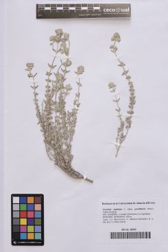 Teucrium capitatum subsp. gracillimum (Rouy) Valdés Berm.