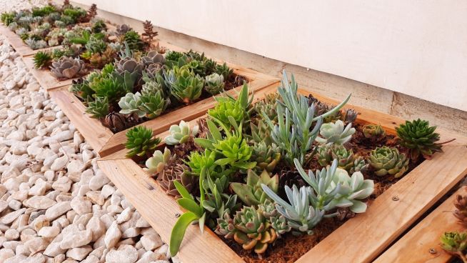 Cuadros Vivos con Plantas Suculentas