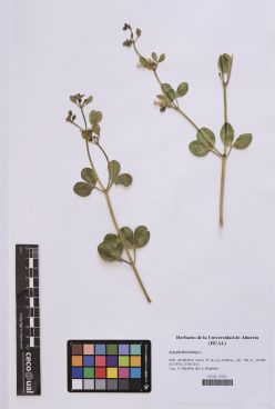 Zygophyllum fabago L.