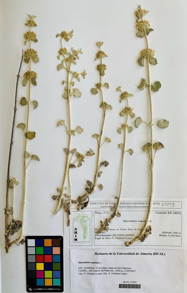 Marrubium supinum L.