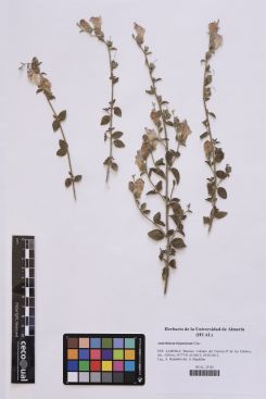 Antirrhinum hispanicum Chav.