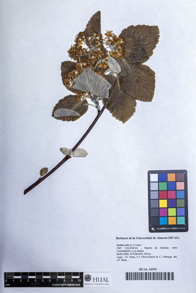 Sorbus aria (L.) Crantz.