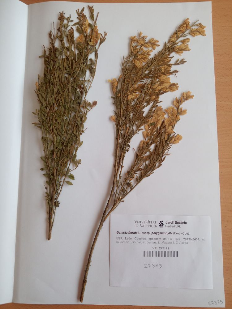 Genista florida L. subsp. Polygaliiphylla (Brot.) Cout