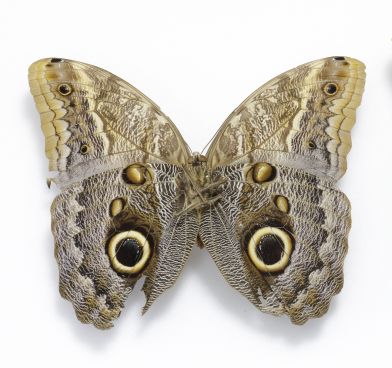 Mariposa búho 