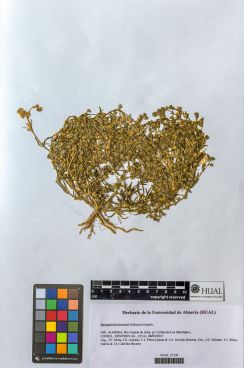 Spergularia bocconei (Schelee) Graebn