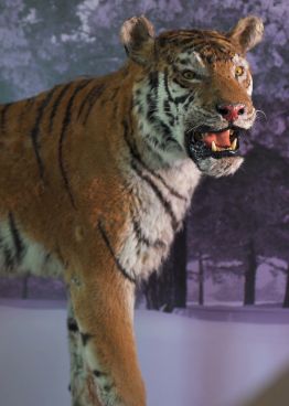 Tigre siberiano