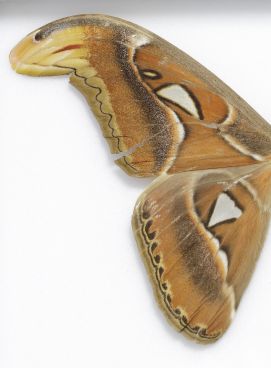 Mariposa atlas