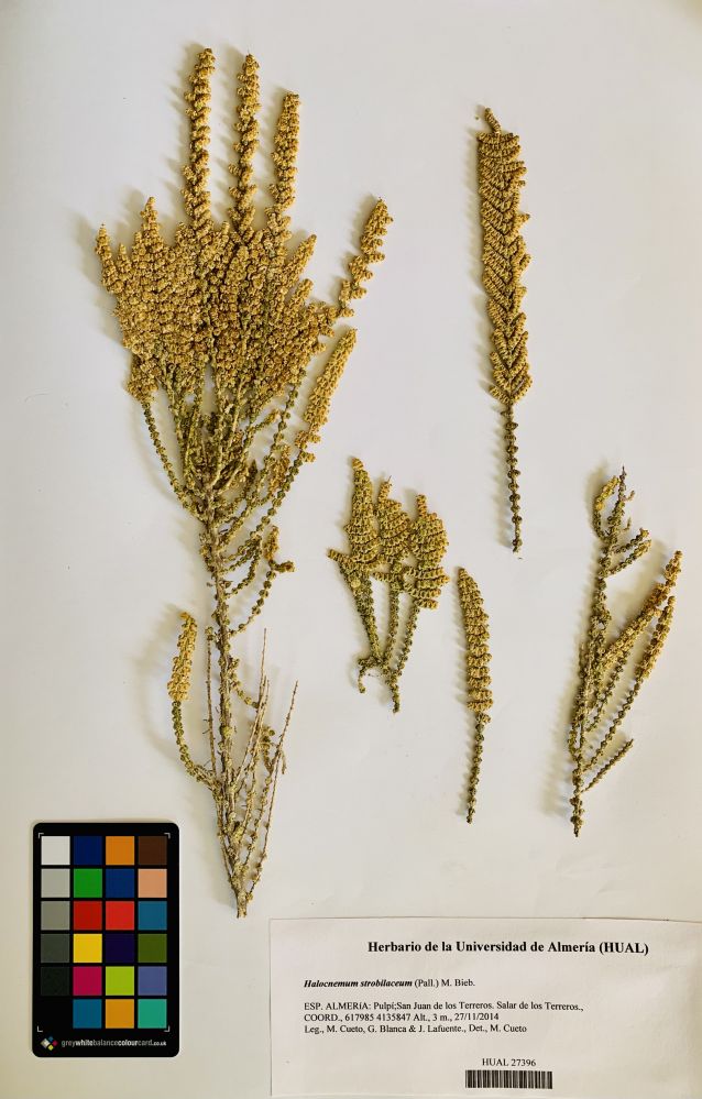 Halocnemum strobilaceum (Pall.) M. Bieb.