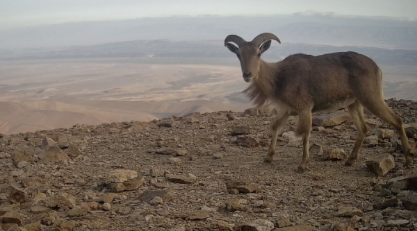 En busca de la fauna perdida del Sáhara