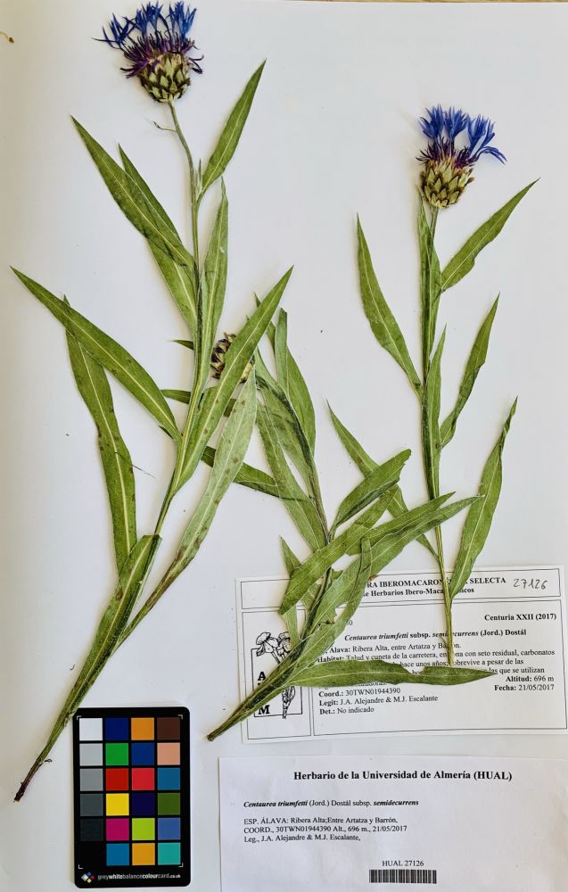 Centaurea triumfetti subsp. semidecurrens (Jord.) Dostál