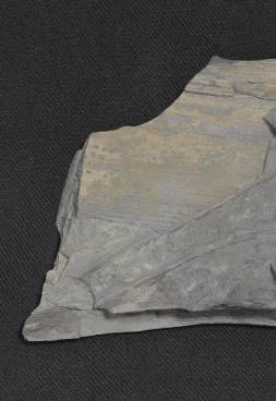 Calamites