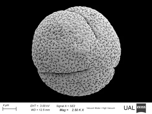 Rumex induratus Boiss. & Reut.