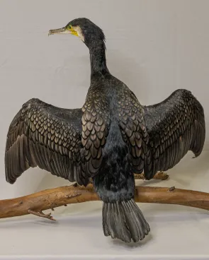 Cormorán grande