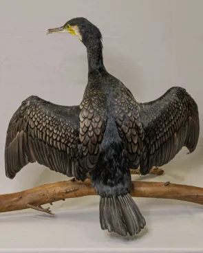 Cormorán grande