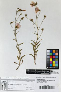 Convolvulus cantabrica L.