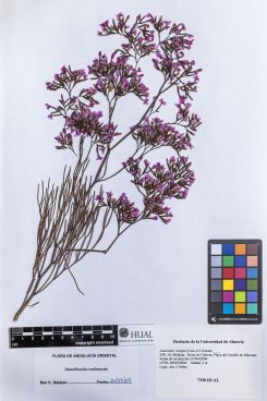 Limonium insigne (Cosson) O. Kuntze