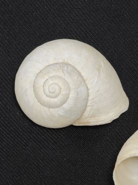 Caracol serrano o vaqueta