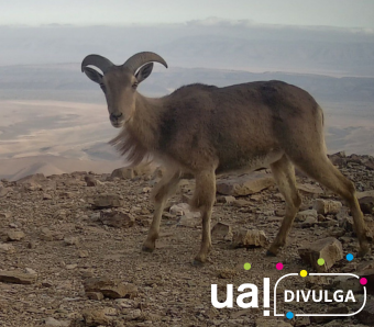 UAL DIVULGA UAL DIVULGA