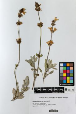 Salvia lavandulifolia Vahl. Subsp. vellerea