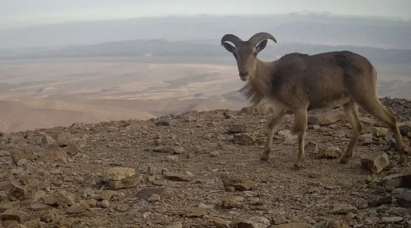 En busca de la fauna perdida del Sáhara