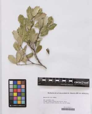 Quercus ilex L.