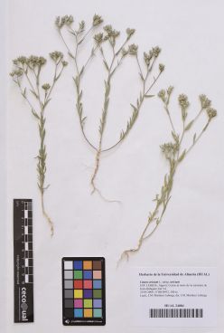 Linum strictum L. subsp. strictum