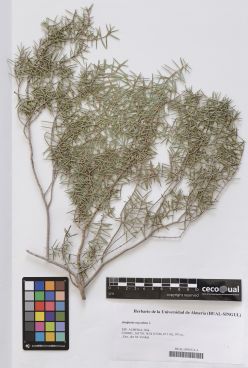 Juniperus oxycedrus L.